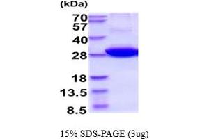 SDS-PAGE (SDS) image for 14-3-3 eta (YWHAH) (AA 1-246) protein (ABIN5854575)