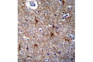 Immunohistochemistry analysis in formalin-fixed, paraffin-embedded human brain tissue using Proline-rich protein 16 / PRR16 Antibody (C-term), followed by peroxidase conjugation of the secondary antibody and DAB staining. (PRR16 Antikörper  (C-Term))