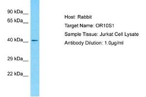 Host: Rabbit Target Name: OR10S1 Sample Type: Jurkat Whole Cell lysates Antibody Dilution: 1. (OR10S1 Antikörper  (C-Term))