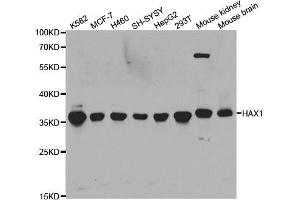 Western blot analysis of extracts of various cell lines, using HAX1 antibody. (HAX1 Antikörper  (AA 1-279))