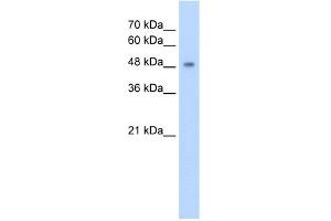 WB Suggested Anti-CYP2A13 Antibody Titration:  5.