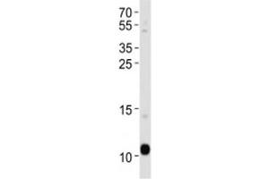 APOA2 antibody western blot analysis in human blood plasma lysate. (APOA2 Antikörper  (AA 23-56))