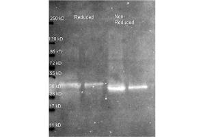 Western blot using Rabbit anti Ovalbumina antibody at 1/5000 for overnight at 4°C. (Ovalbumin Antikörper)