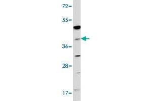 Western blot analysis of 293 cell lysate (35 ug/lane) with NAGK polyclonal antibody . (NAGK Antikörper  (C-Term))