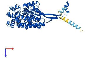 ALDH3A2 Protein (AA 1-484) (His tag)