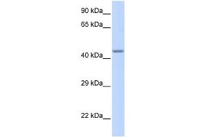 WB Suggested Anti-ZNF589 Antibody Titration:  0. (ZNF589 Antikörper  (Middle Region))