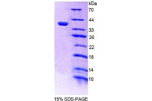SDS-PAGE (SDS) image for Protein Tyrosine Phosphatase G1 (PTPN12) (AA 1-293) protein (His tag) (ABIN4989870)