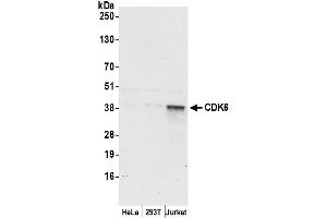 Western Blotting (WB) image for anti-Cyclin-Dependent Kinase 6 (CDK6) (AA 250-300) antibody (ABIN7453059)
