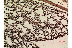 Immunohistochemistry (IHC) analysis of paraffin-embedded Mouse Lung, antibody was diluted at 1:100. (JAM2 Antikörper  (Internal Region))