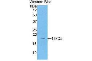 Western Blotting (WB) image for anti-Fibroblast Growth Factor 1 (Acidic) (FGF1) (AA 16-155) antibody (ABIN3209669) (FGF1 Antikörper  (AA 16-155))