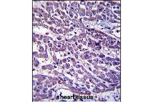 EMILIN3 Antibody (C-term) (ABIN657585 and ABIN2846588) immunohistochemistry analysis in formalin fixed and paraffin embedded human heart tissue followed by peroxidase conjugation of the secondary antibody and DAB staining. (EMILIN3 Antikörper  (C-Term))