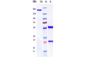 Anti-IGF1R / CD221 Reference Antibody (lonigutamAb) on SDS-PAGE under reducing (R) condition. (Rekombinanter IGF1R (Lonigutamab Biosimilar) Antikörper)
