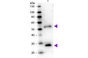 Western Blot of Peroxidase Donkey Anti-Mouse IgG Pre-Adsorbed secondary antibody. (Esel anti-Maus IgG (Heavy & Light Chain) Antikörper (HRP))