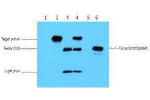 Immunoprecipitation (IP) analysis: 3ug Flag Mouse IgG1 per ml Lysate, WB 1:5000. (Myc Tag Antikörper)