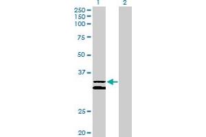 Western Blot analysis of PCDH1 expression in transfected 293T cell line by PCDH1 MaxPab polyclonal antibody. (Protocadherin 1 Antikörper  (AA 1-345))