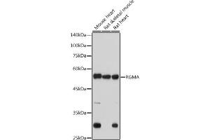 Western blot analysis of extracts of various cell lines, using RGMA antibody (ABIN7269957) at 1:1000 dilution. (RGMA Antikörper)