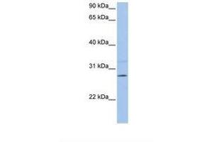 Image no. 1 for anti-Phosphatidylethanolamine N-Methyltransferase (PEMT) (C-Term) antibody (ABIN6738081) (PEMT Antikörper  (C-Term))