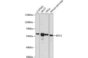 Western blot analysis of extracts of various cell lines, using EDC3 antibody (ABIN6131869, ABIN6139927, ABIN6139928 and ABIN6217872) at 1:3000 dilution. (EDC3 Antikörper  (AA 159-508))