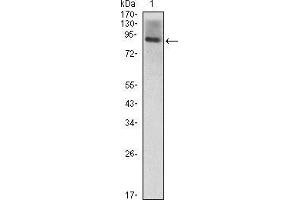 Western blot analysis using ICAM1 mouse mAb against ICAM1(AA: 28-480)-hIgGFc transfected HEK293 (1) cell lysate. (ICAM1 Antikörper  (AA 28-480))