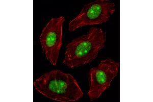 Fluorescent image of A549 cell stained with N Antibody (C-term) (ABIN389343 and ABIN2839452)/SH090717BE. (NPM1 Antikörper  (C-Term))