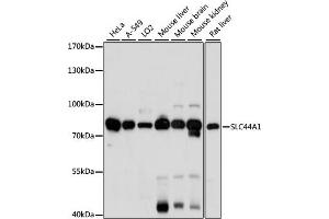 Western blot analysis of extracts of various cell lines, using SLC44 antibody (5413) at 1:1000 dilution. (SLC44A1 Antikörper  (AA 55-210))