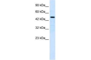 Western Blotting (WB) image for anti-LIM Homeobox 9 (LHX9) antibody (ABIN2461255) (LHX9 Antikörper)
