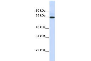 WB Suggested Anti-UGT1A7 Antibody Titration:  0. (UGT1A7 Antikörper  (N-Term))