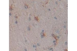 Immunohistochemistry (IHC) image for anti-Cadherin EGF LAG Seven Pass G-Type Receptor 2 (CELSR2) (AA 544-796) antibody (ABIN1858362)