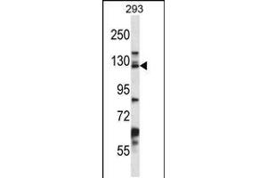 Western blot analysis in 293 cell line lysates (35ug/lane). (Desmoglein 2 Antikörper  (C-Term))