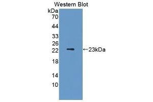 Western Blotting (WB) image for anti-Fibroblast Growth Factor 13 (FGF13) (AA 1-192) antibody (ABIN1858866) (FGF13 Antikörper  (AA 1-192))