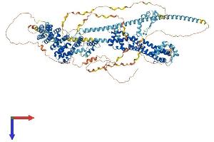 DIAPH1 Protein (AA 1-1255) (His tag)