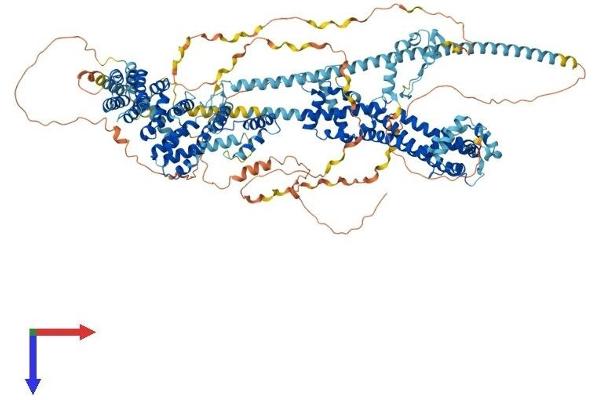 DIAPH1 Protein (AA 1-1255) (His tag)