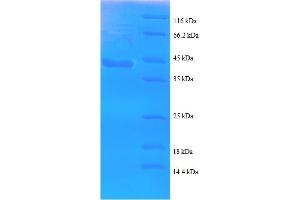 SDS-PAGE (SDS) image for Sperm Autoantigenic Protein 17 (SPA17) (AA 1-146), (partial) protein (GST tag) (ABIN5712814)