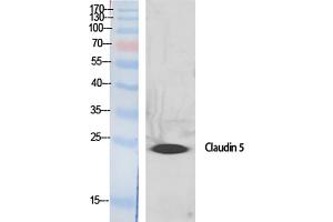 Western Blot analysis of various cells using Claudin-5 Polyclonal Antibody diluted at 1:500. (Claudin 5 Antikörper  (AA 140-220))