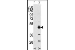 Western blot analysis of NPK(arrow) using rabbit polyclonal NPK Antibody (ABIN392789 and ABIN2842228). (TRIB3 Antikörper  (N-Term))