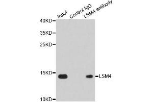 Immunoprecipitation analysis of 200ug extracts of Jurkat cells using 1ug LSM4 antibody. (LSM4 Antikörper)