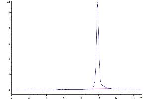 The purity of SARS-CoV-2 3CLpro (L167F) is greater than 95 % as determined by SEC-HPLC. (SARS-Coronavirus Nonstructural Protein 8 (SARS-CoV NSP8) (L167F) Protein)