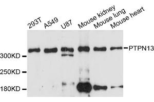 Western blot analysis of extracts of various cell lines, using PTPN13 antibody (ABIN6293479) at 1:3000 dilution. (PTPN13 Antikörper)