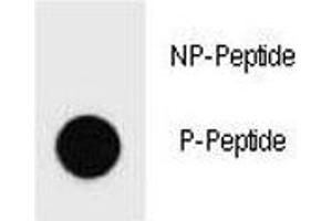 Dot blot analysis of phospho-PARP antibody. (PARP1 Antikörper  (pSer177))