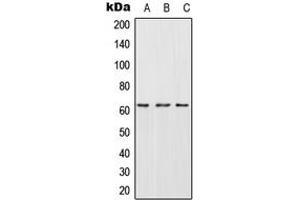 Western blot analysis of CES2 expression in HepG2 (A), SP2/0 (B), H9C2 (C) whole cell lysates.