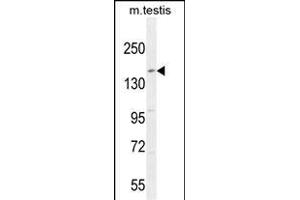 KIT Antibody (N-term ) (ABIN392010 and ABIN2837978) western blot analysis in mouse testis tissue lysates (35 μg/lane). (KIT Antikörper  (N-Term))