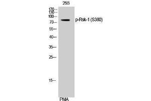 Western Blotting (WB) image for anti-Ribosomal Protein S6 Kinase, 90kDa, Polypeptide 1 (RPS6KA1) (pSer380) antibody (ABIN3182212) (RPS6KA1 Antikörper  (pSer380))