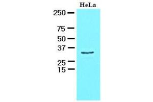 Western Blotting (WB) image for anti-HCLS1 Associated Protein X-1 (HAX1) (AA 1-279), (N-Term) antibody (ABIN400856) (HAX1 Antikörper  (N-Term))