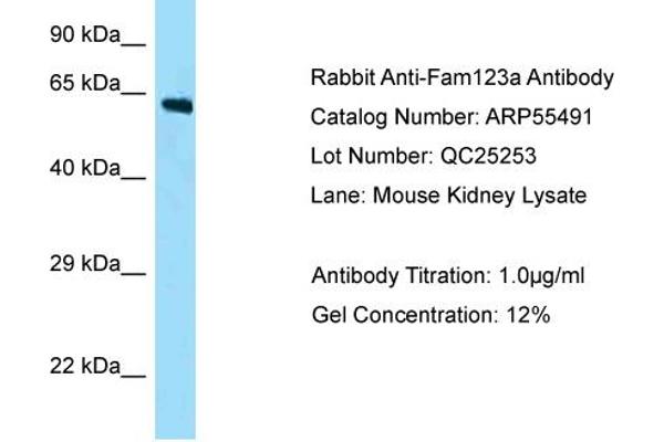 AMER2 Antikörper  (N-Term)
