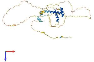DBX1 Protein (AA 1-335) (His tag)