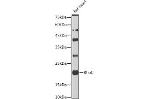 RHOC 抗体  (AA 1-193)