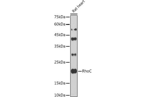 RHOC 抗体  (AA 1-193)