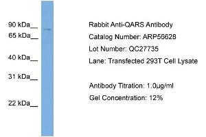 Western Blotting (WB) image for anti-Glutaminyl-tRNA Synthetase (QARS) (N-Term) antibody (ABIN2786804)