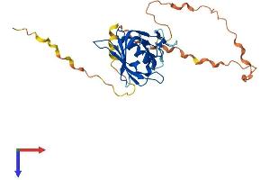 WBP2 Protein (AA 1-261) (His tag)