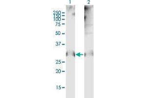 Western Blot analysis of CLDN12 expression in transfected 293T cell line by CLDN12 MaxPab polyclonal antibody. (Claudin 12 Antikörper  (AA 1-244))